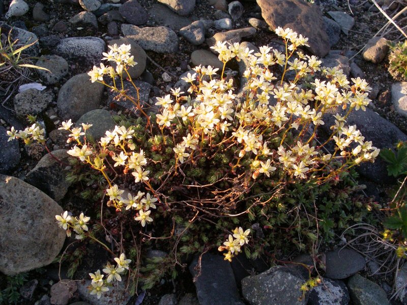 Камнеломкой (saxifragahy-perborea