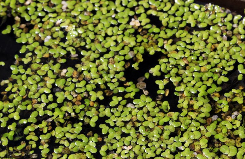 Lemna Minor Ряска