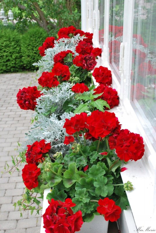 Trend Red пеларгония