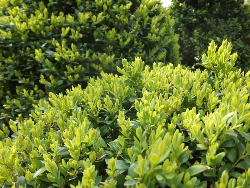 Самшит вечнозеленый Buxus sempervirens