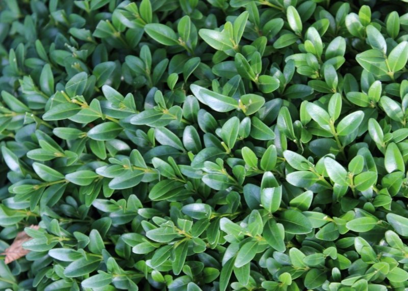 Самшит вечнозеленый Buxus sempervirens