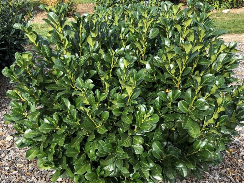 Лавровишня (laurocerasus officinalis)