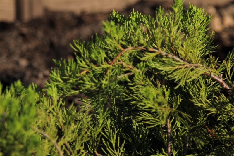Juniperus × pfitzeriana Arctic