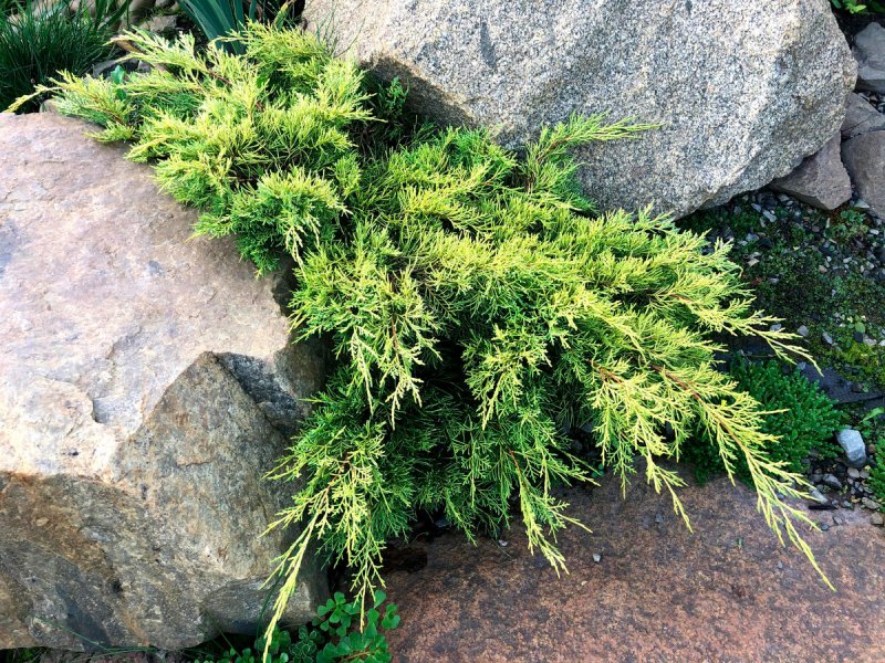 Juniperus virginiana