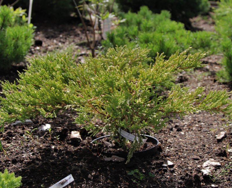 Можжевельник казацкий Juniperus Sabina “Tamariscifolia”