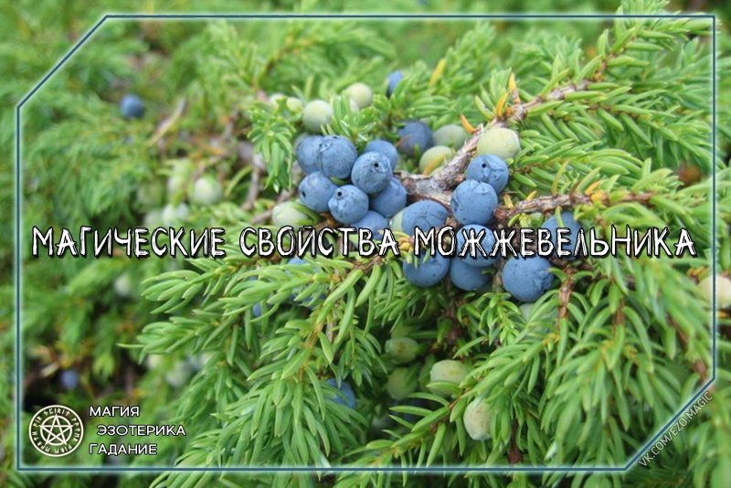 Можжевельник обыкновенный Суецика