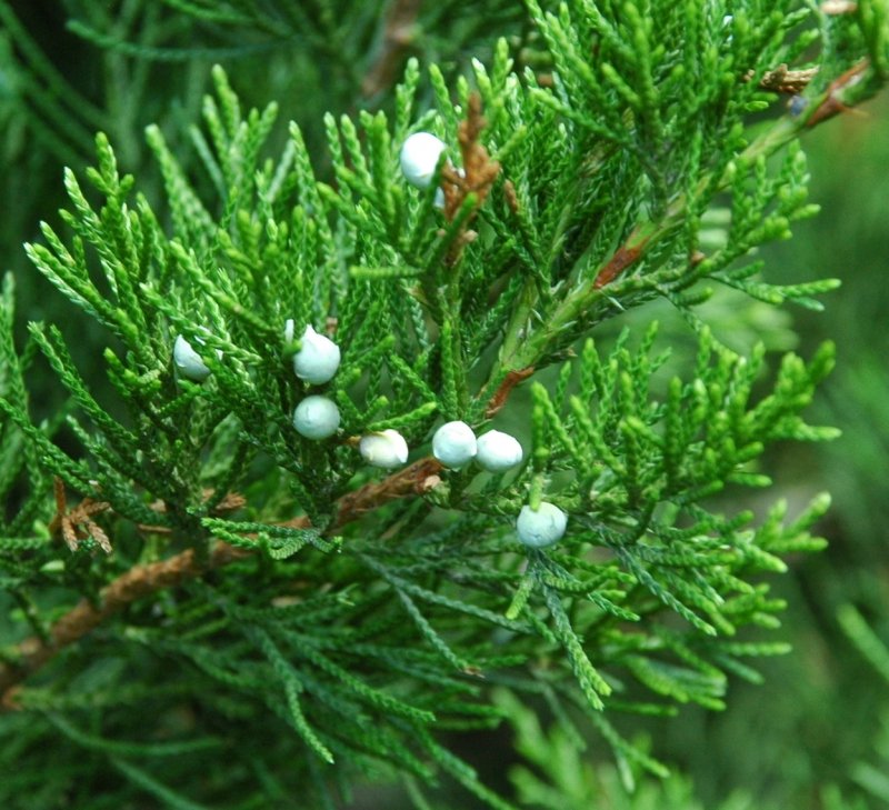 Микробиота можжевельник