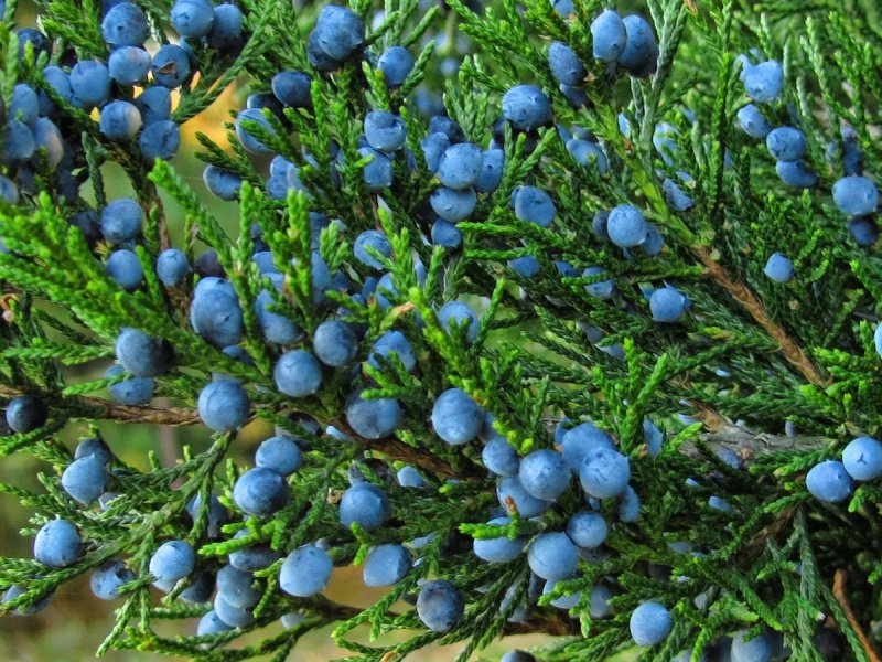 Juniperus horizontalis glomerata