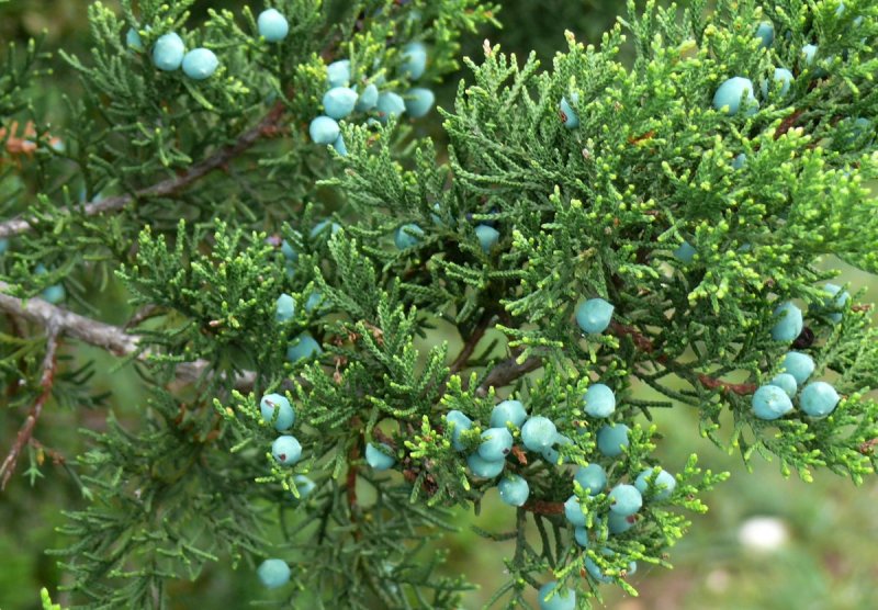 Можжевельник Juniperus communis