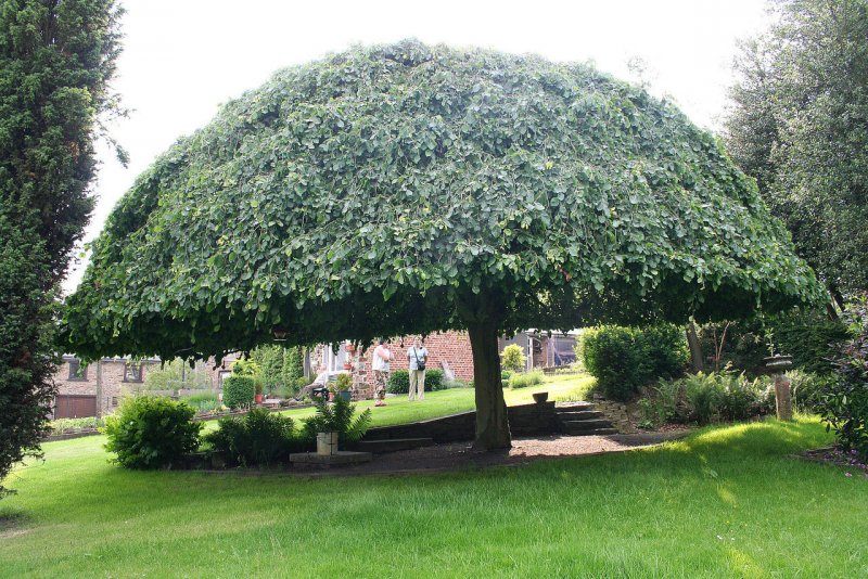 Вяз шершавый (Ulmus glabra)