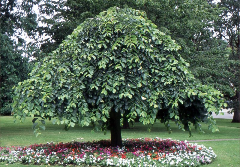 Вяз шершавый pendula