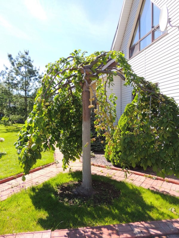 Ulmus glabra 'Camperdownii'