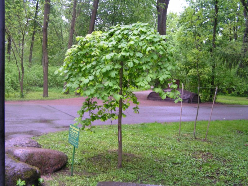 Вяз Кампердоуни