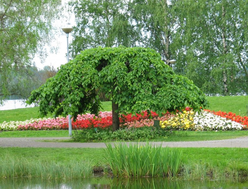 Вяз шершавый Camperdownii