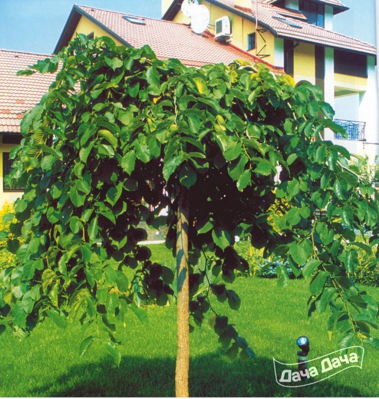 Вяз шершавый (Ulmus glabra)