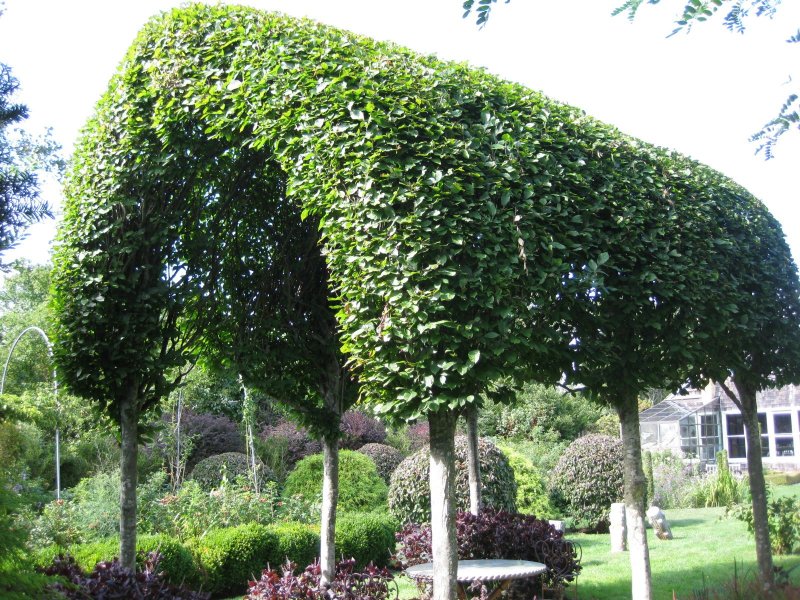 Ulmus glabra 'Camperdownii'