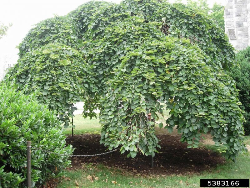 Вяз шершавый pendula