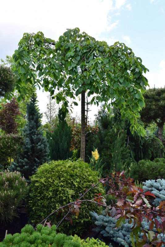 Fagus sylvatica Пендула