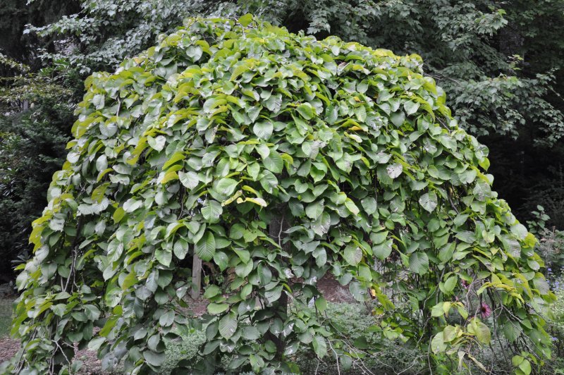 Вяз шершавый Ulmus glabra pendula