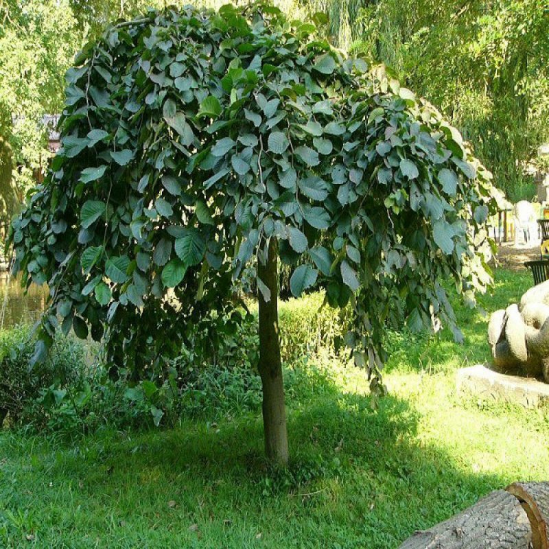 Вяз Кампердоуни