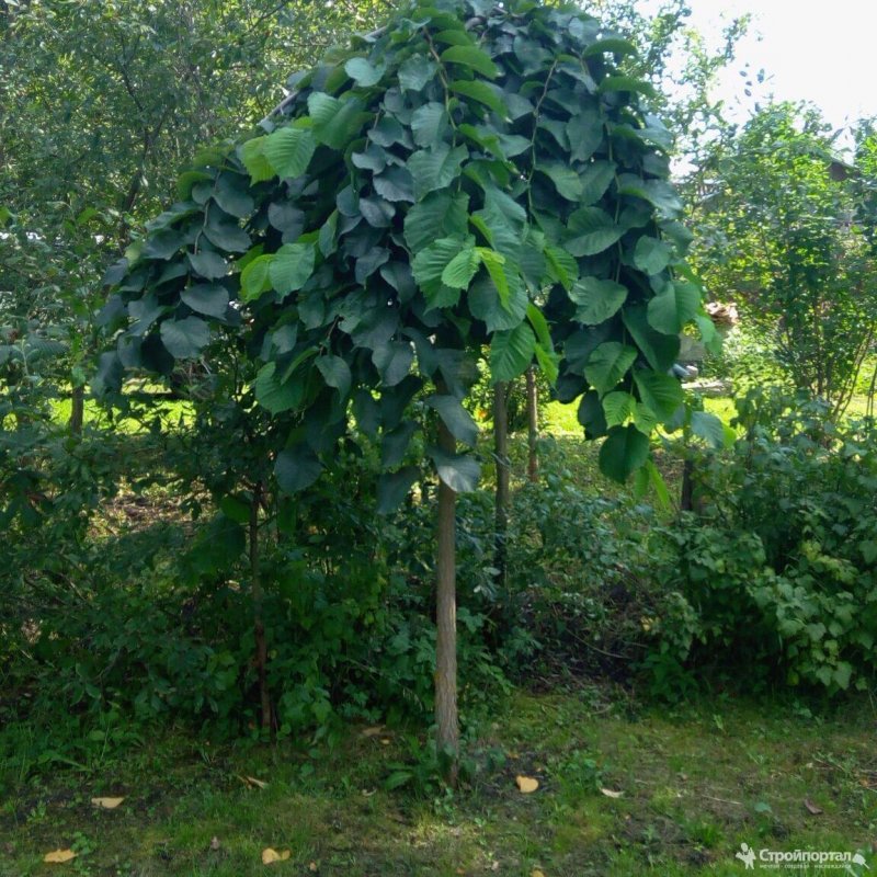 Вяз шершавый (Ulmus glabra)