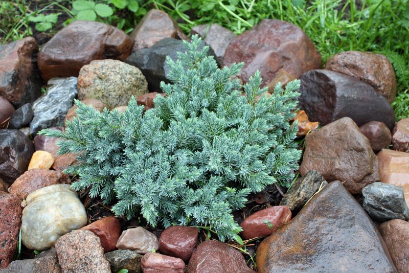 Juniperus formosana