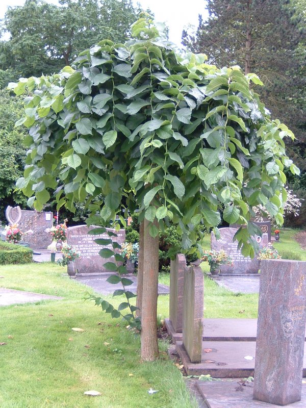Вяз шершавый pendula