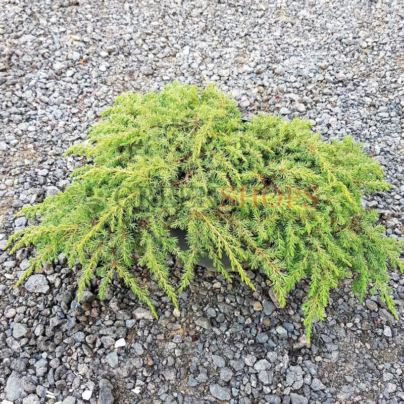 Juniperus Sabina Tamariscifolia