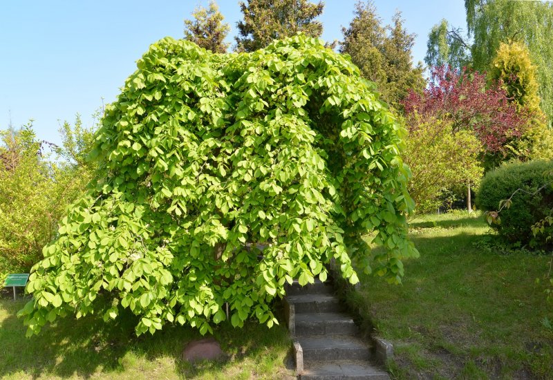 Вяз Мауро Пендула