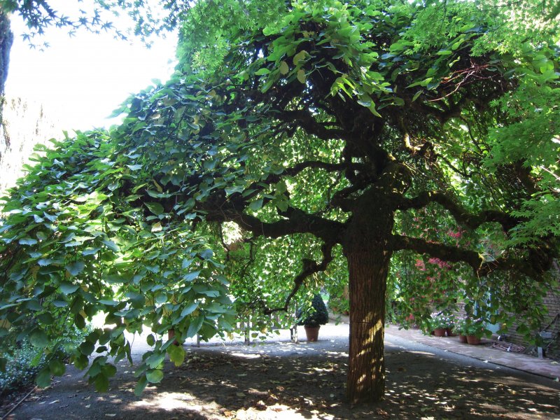 Ясень обыкновенный pendula