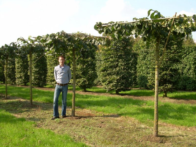 Carpinus betulus pendula