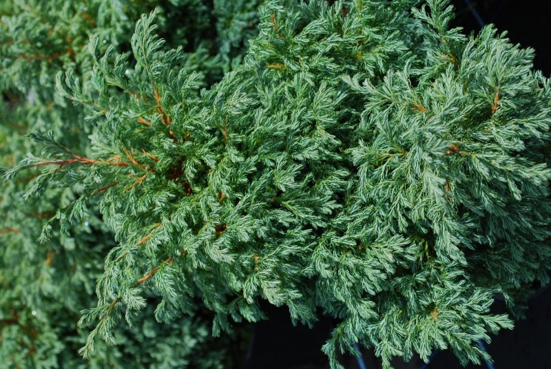 Chamaecyparis pisifera Boulevard