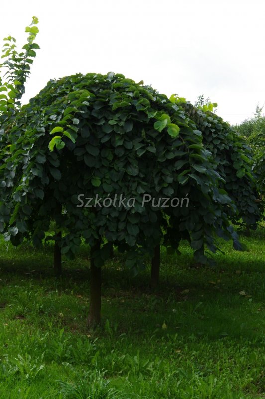 Ulmus glabra 'Camperdownii'