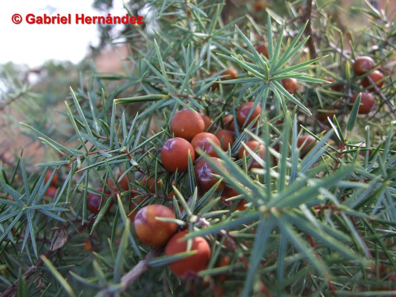 Род можжевельник (Juniperus).