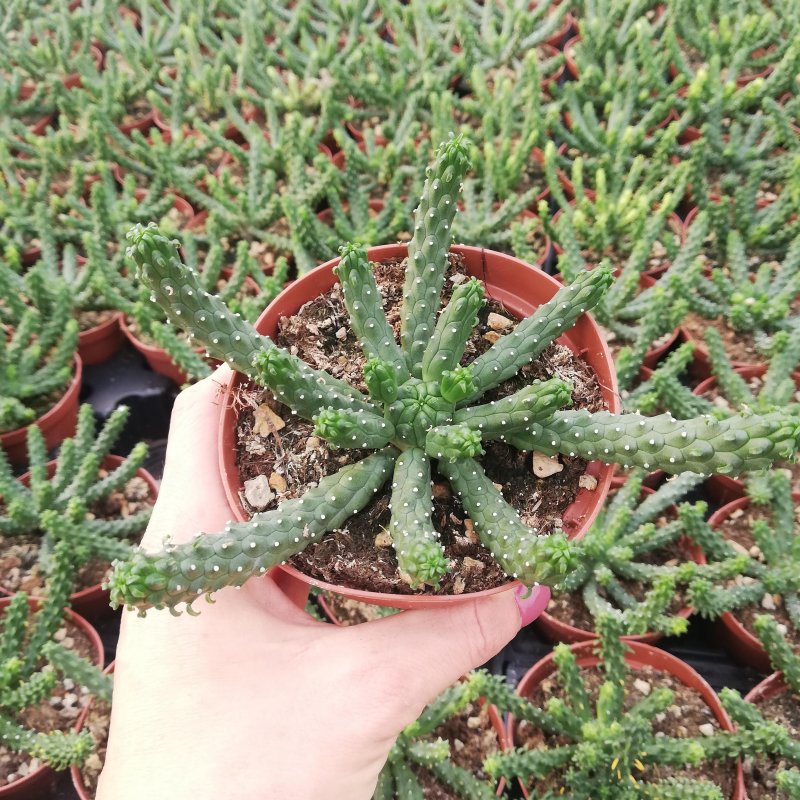 Euphorbia canariensis Pot