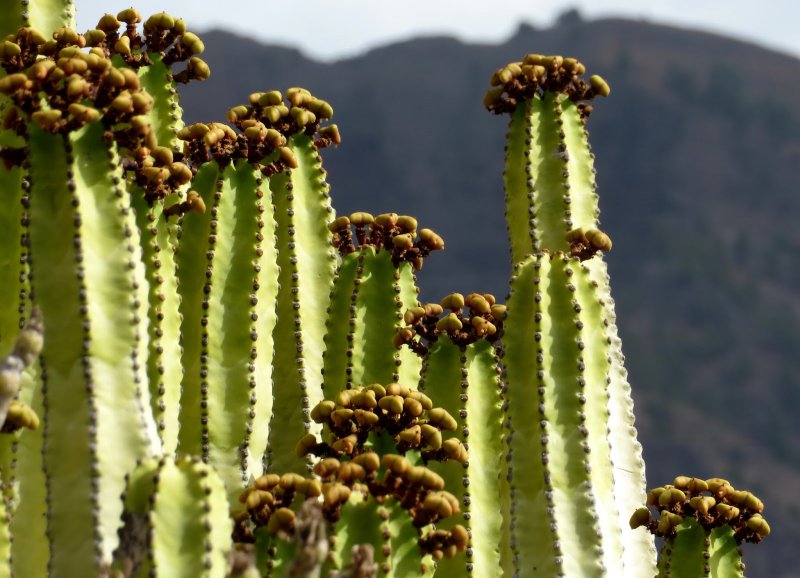 Молочай цереусовидный (Euphorbia cereiformis)