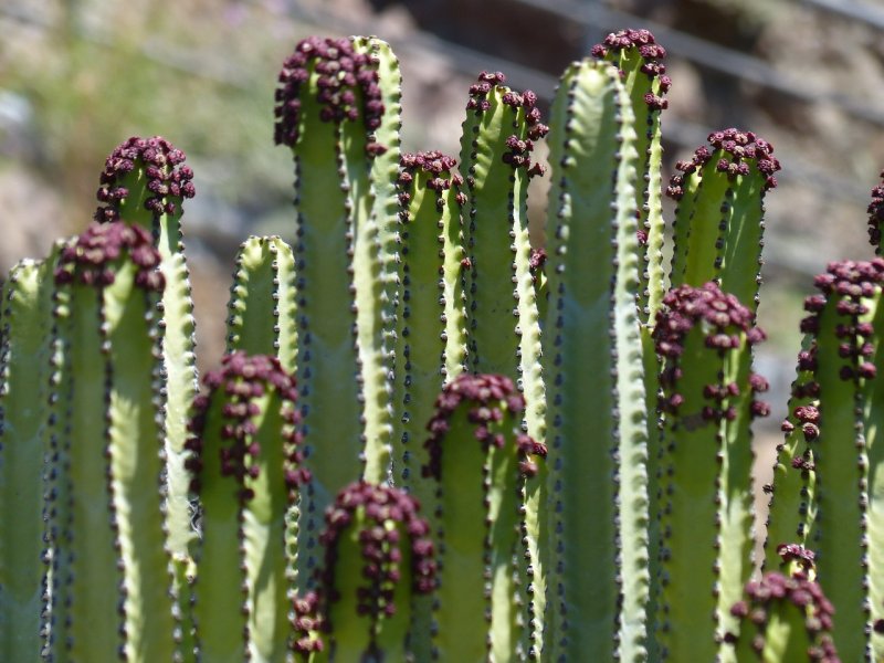 Роза Euphorbia