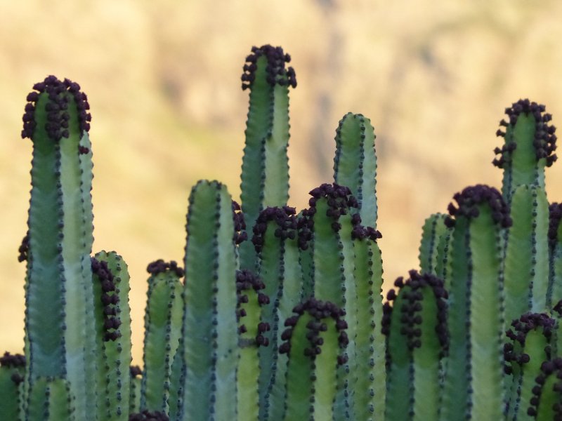 Euphorbia pseudocactus