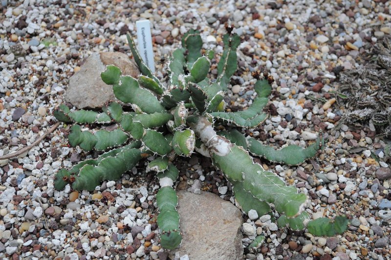 Euphorbia grandicornis