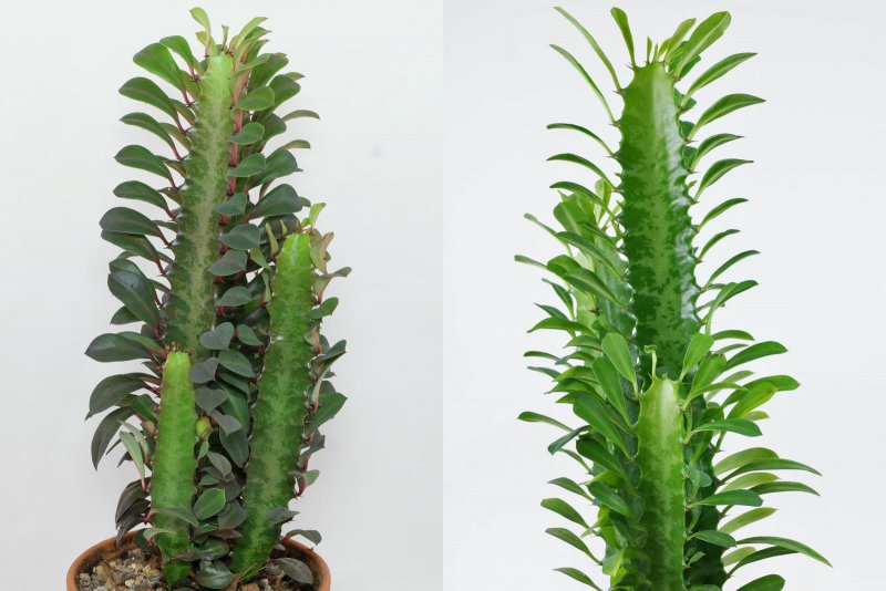 Euphorbia ramena