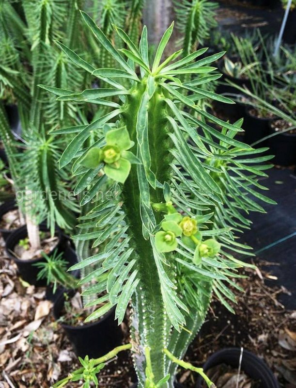 Euphorbia neriifolia
