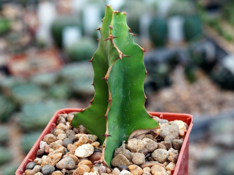 Молочай цереусовидный (Euphorbia cereiformis)
