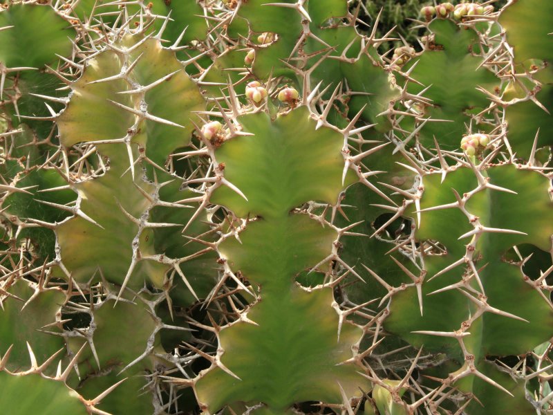 Euphorbia grandicornis