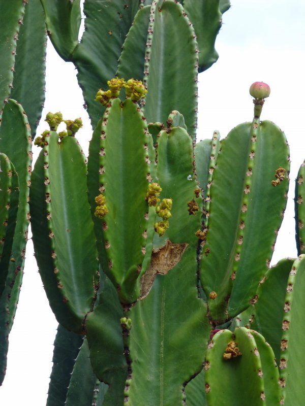 Эуфорбия аэругиноза (Euphorbia aeruginosa)