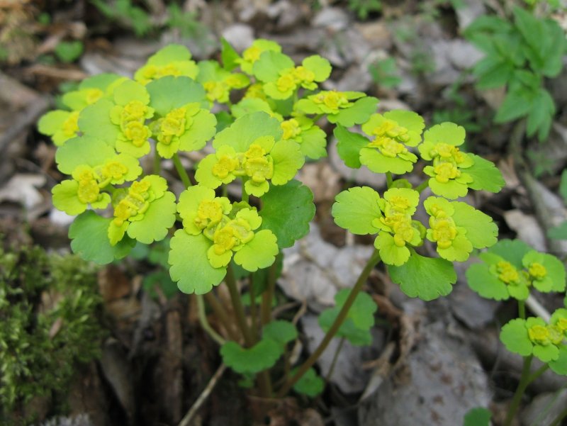 Euphorbia aggregata цветение