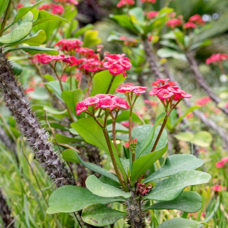 Amandelwolfsmelk Euphorbia молочай