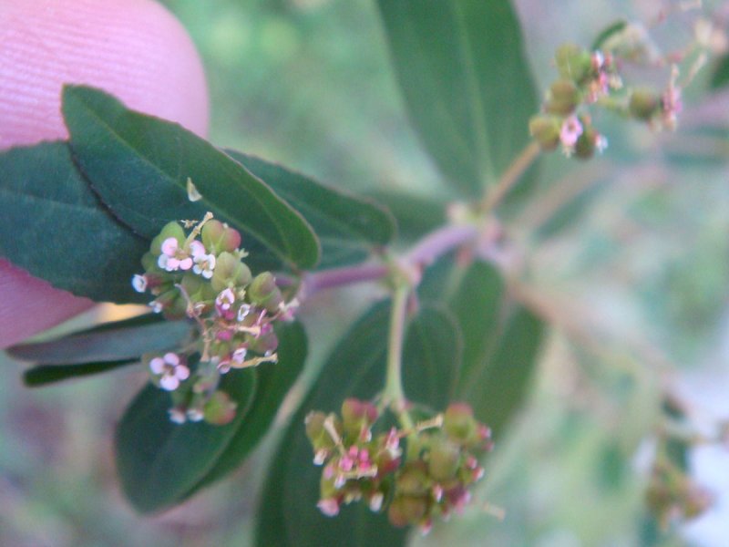 Молочай Канарский Euphorbia canariensis