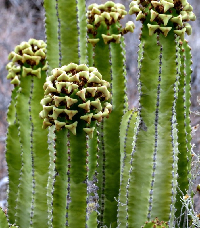 Молочай смолоносный Euphorbia resinifera