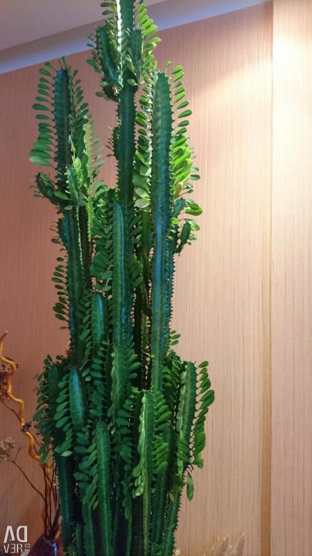 Молочай панцирный (Euphorbia loricata