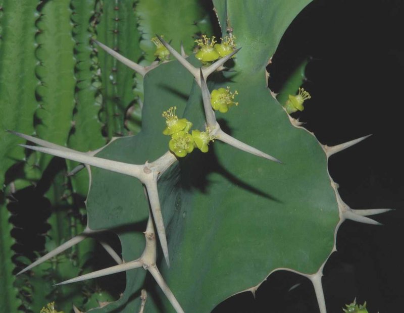 Euphorbia grandicornis